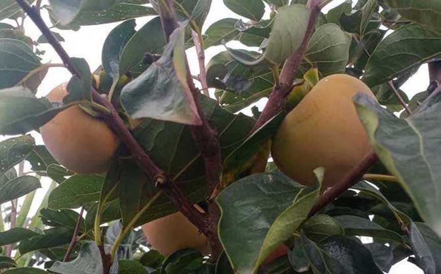 孕妇可以吃柿子吗？