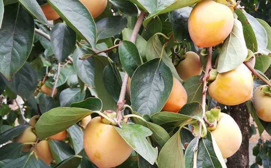 柿子叶的功效与作用