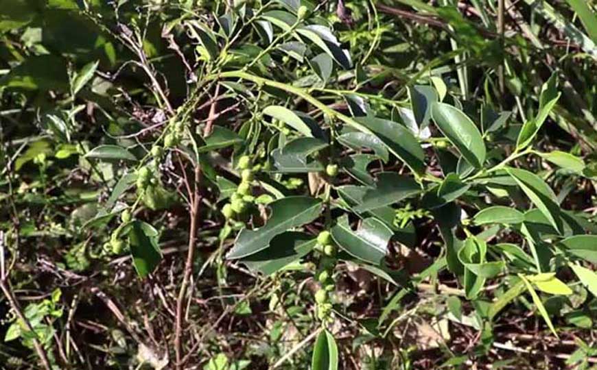 小柿子是什么植物？