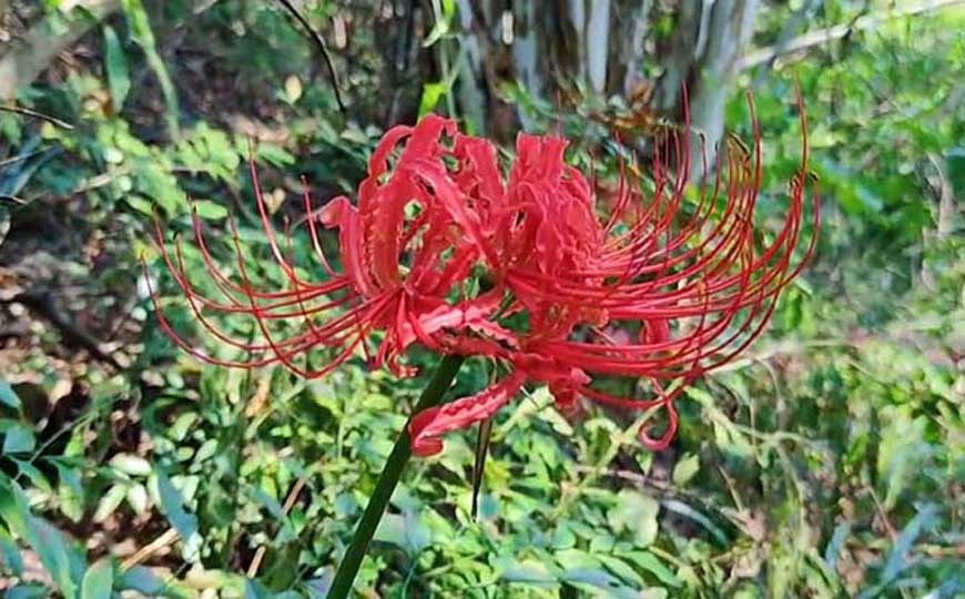 彼岸花什么时候开花？