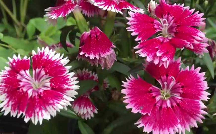 石竹花的花语和象征意义