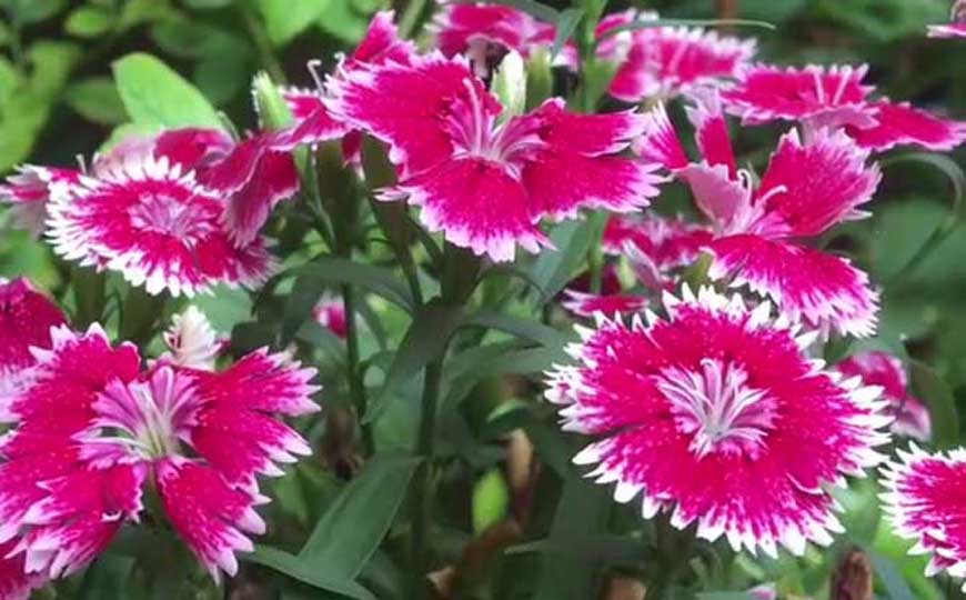 五彩石竹是什么植物？