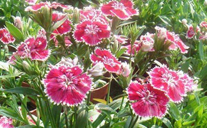 石竹梅是什么植物？