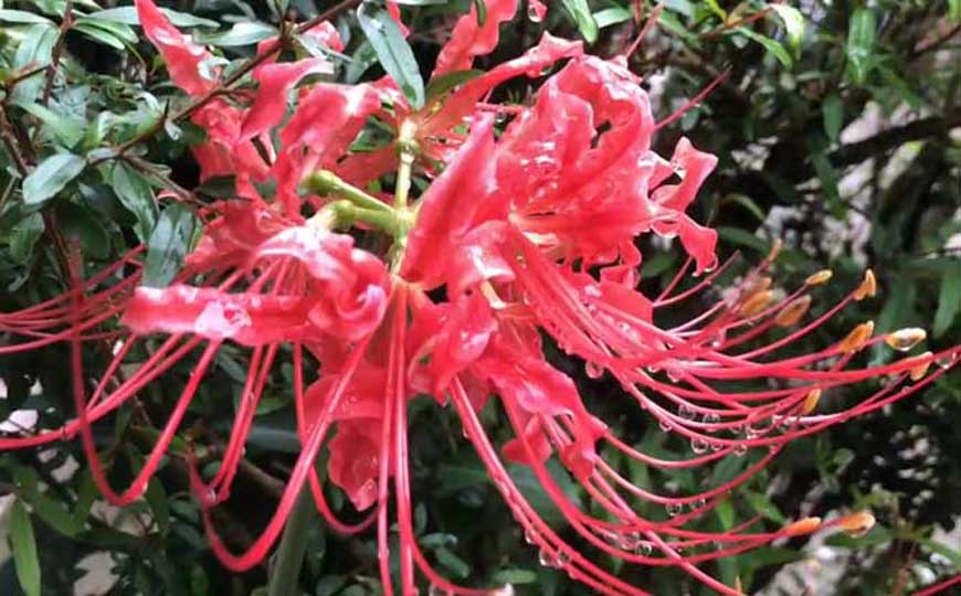 彼岸花的英文怎么说？