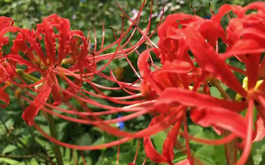 彼岸花的种植方法