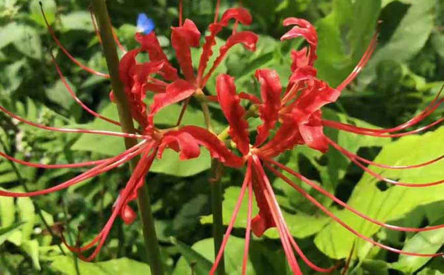 彼岸花为什么不能养？