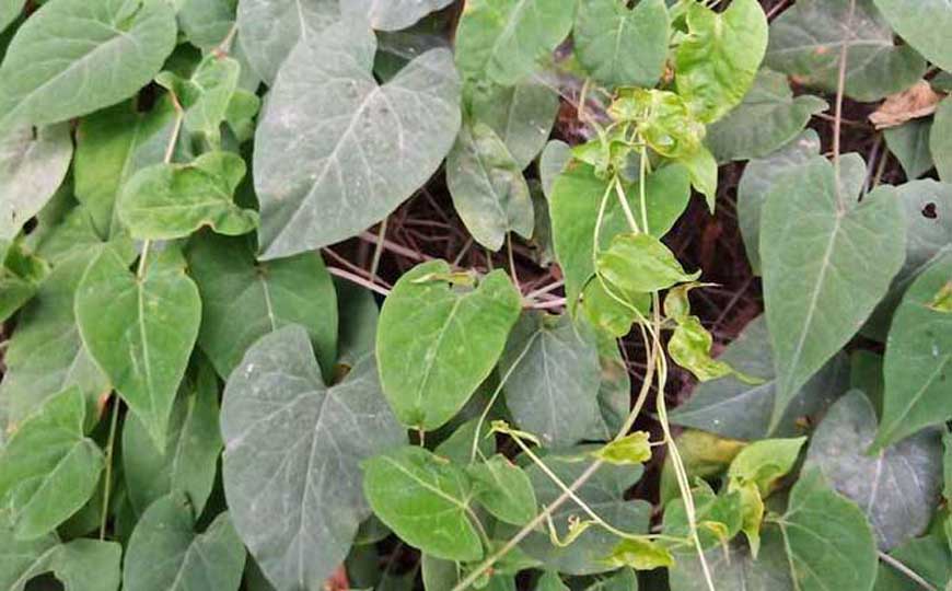 何首乌是什么植物？