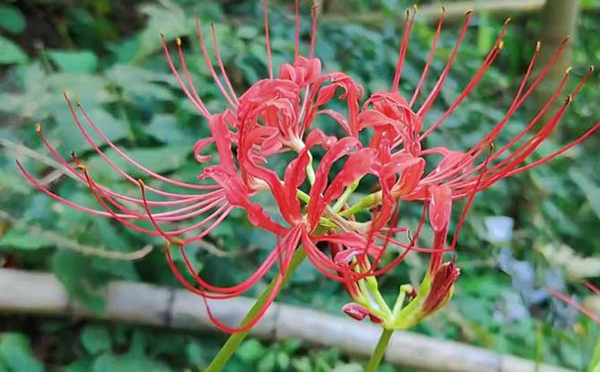 曼珠沙华是什么植物？