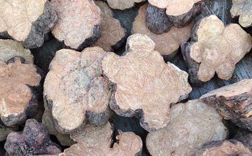 何首乌的功效与作用及食用方法