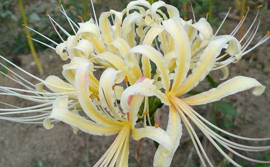 白色彼岸花是什么植物？