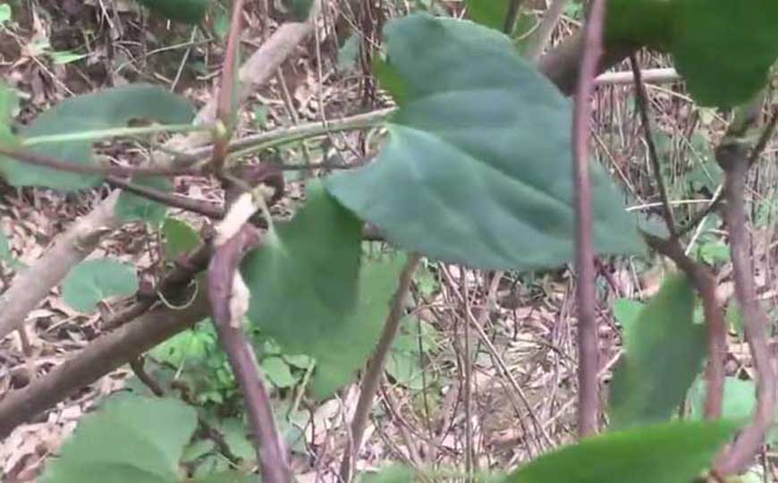 首乌和何首乌的区别