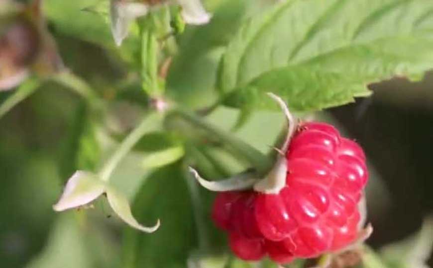 覆盆子的功效与作用及禁忌人群