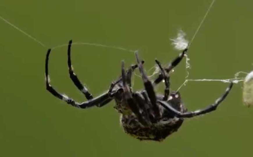 蜘蛛(网虫、园蛛)