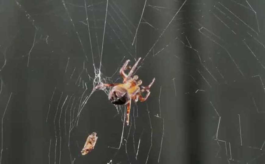 蜘蛛是什么动物？