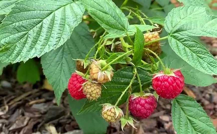 覆盆子和树莓的区别