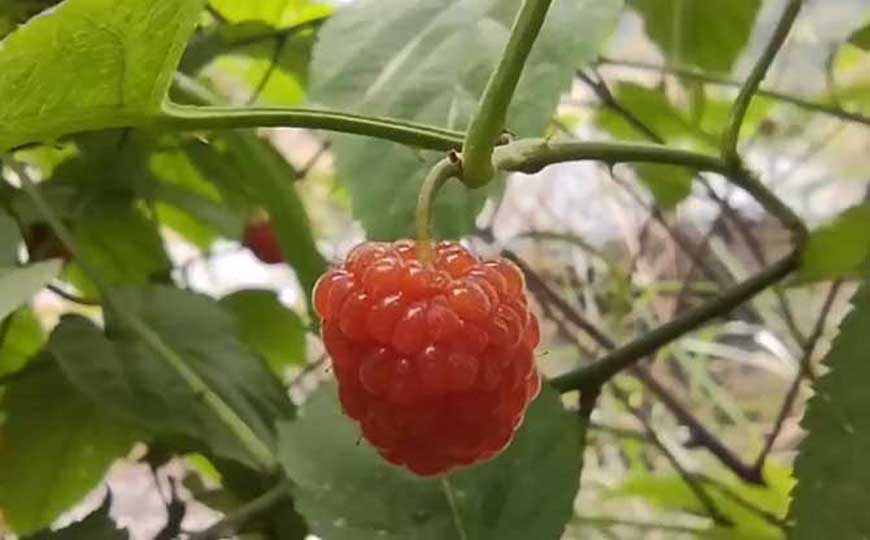 树莓是什么植物？