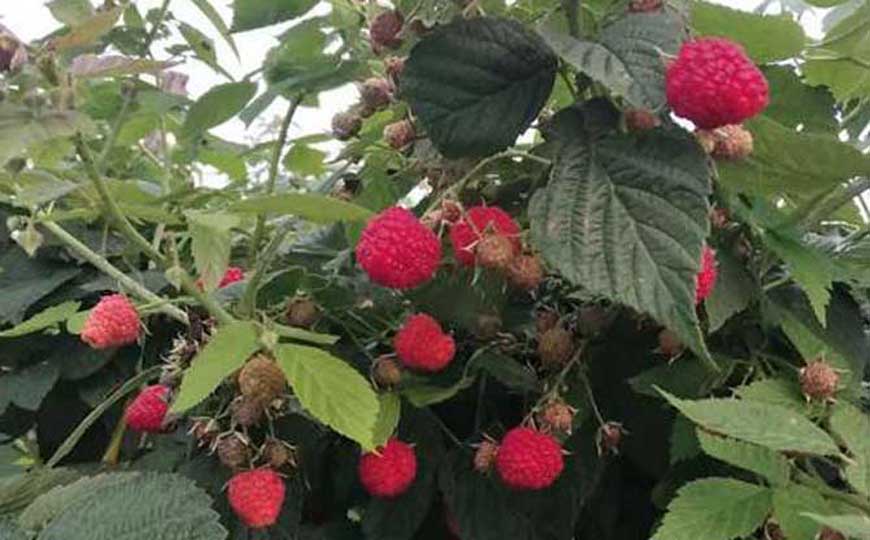 树莓价格多少钱一斤？