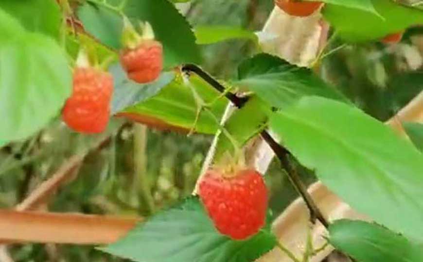 红树莓是什么植物？