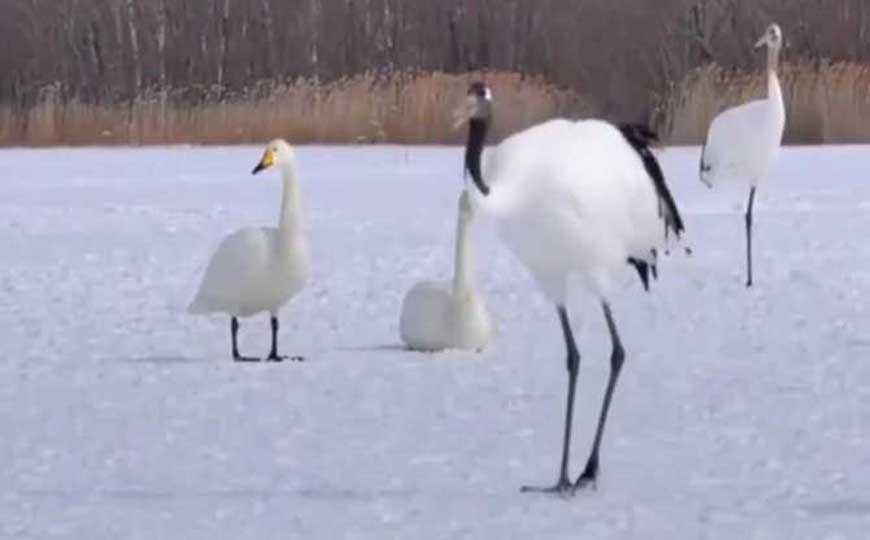 丹顶鹤(仙鹤、红冠鹤)