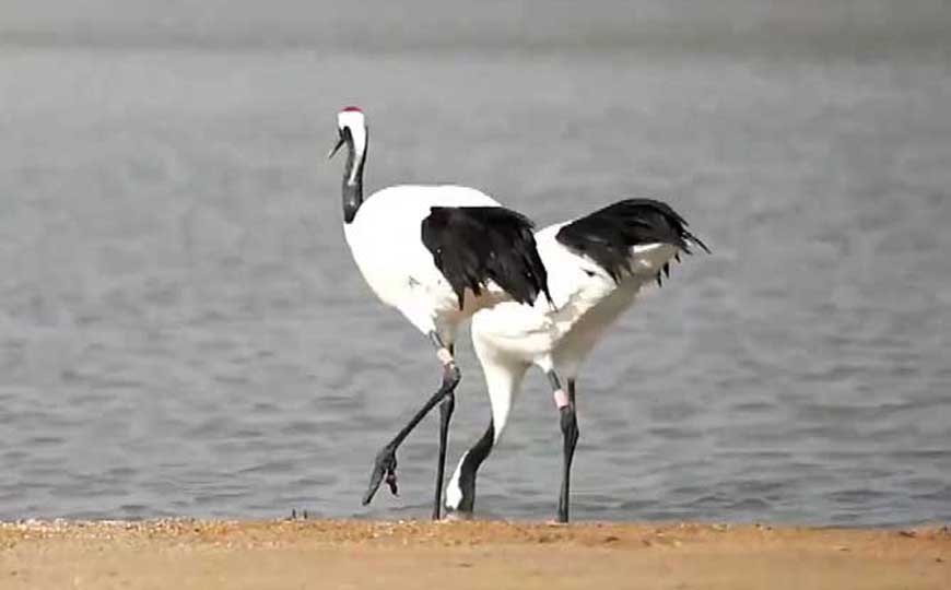 丹顶鹤是几级保护动物？