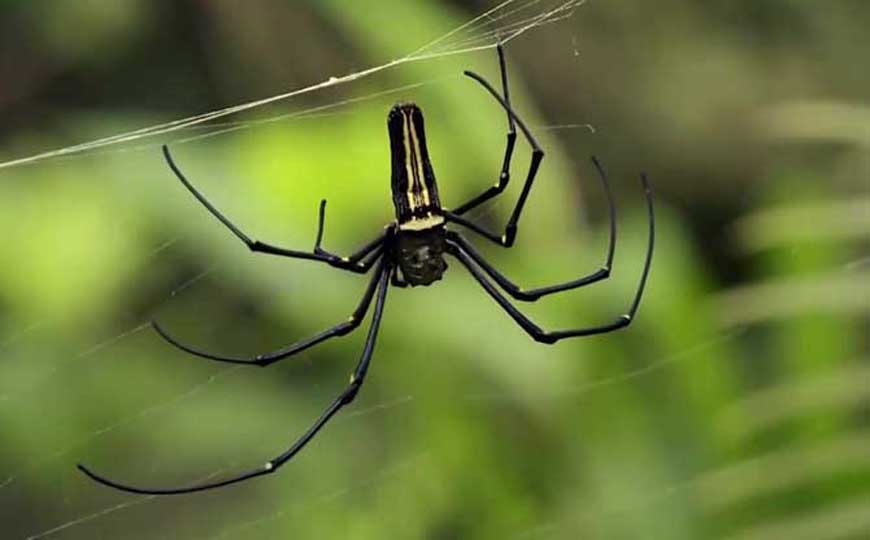 蜘蛛是昆虫吗？