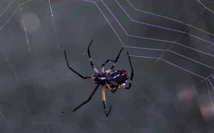 蜘蛛有多少种类？
