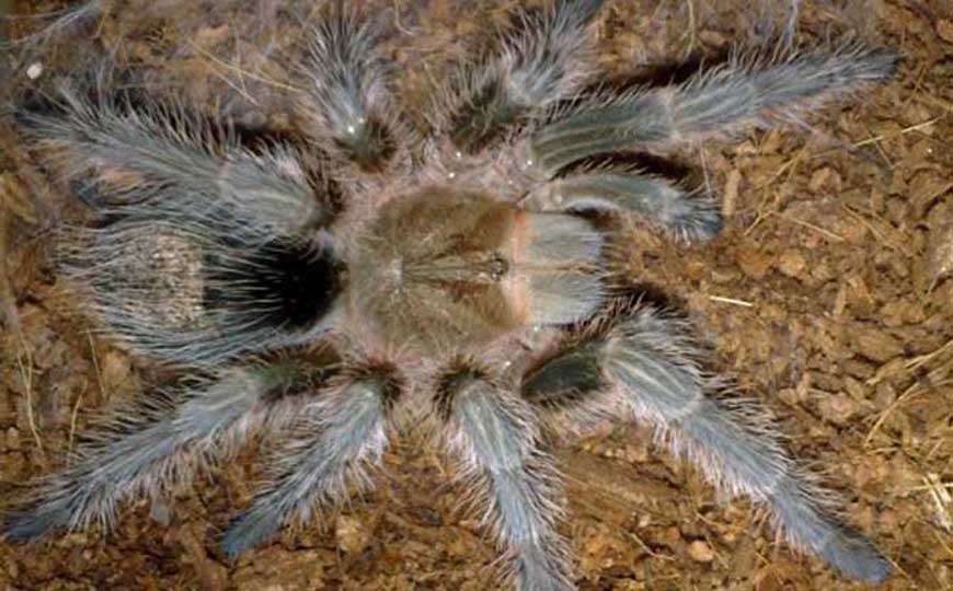 宠物蜘蛛种类名称及图片大全