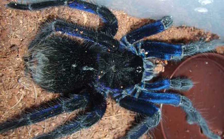 玻利维亚钢铁蓝蛛