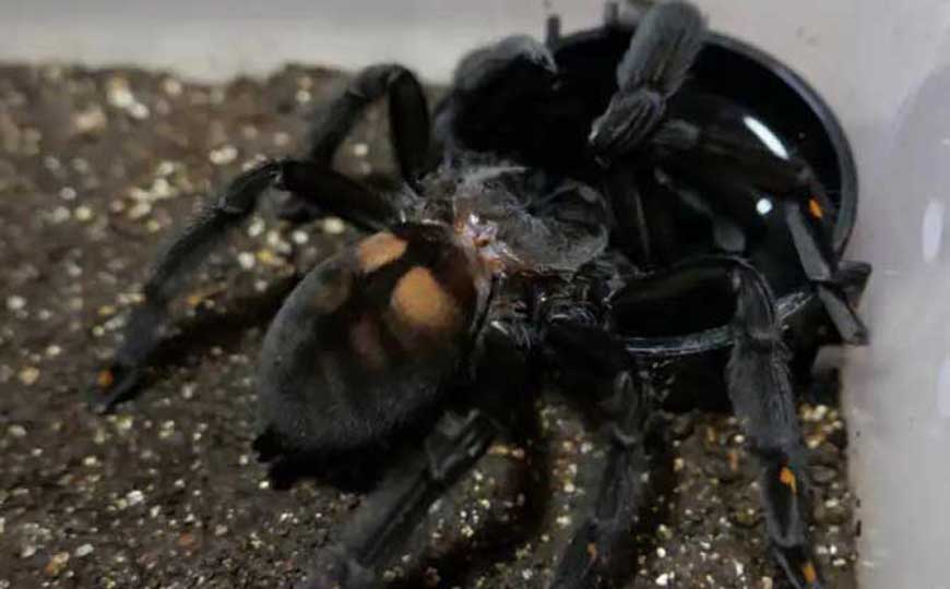 委内瑞拉太阳虎