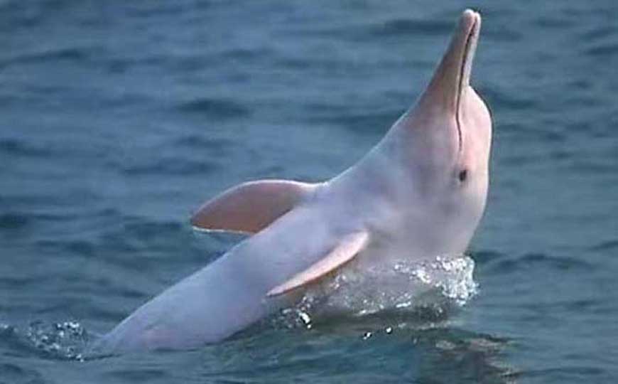 白鳍豚