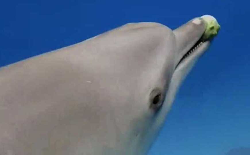 海豚(海猪、鱼兽)