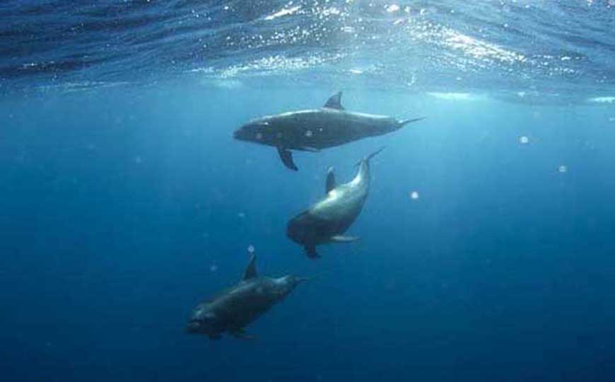 海豚是什么动物？