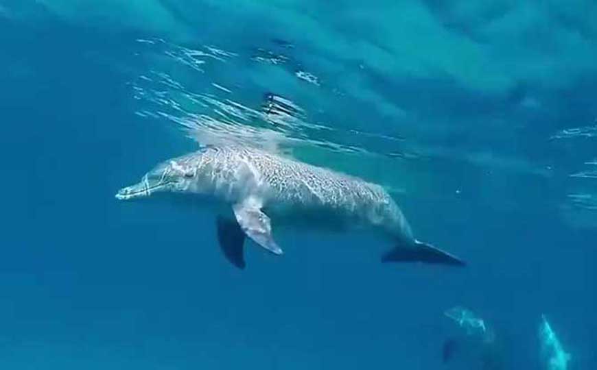 海豚的拼音怎么拼读？