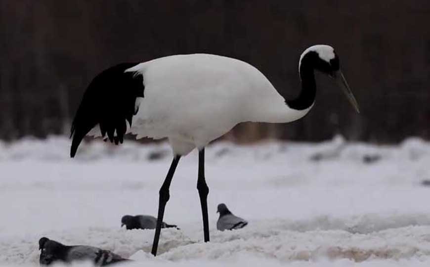 仙鹤是什么动物？