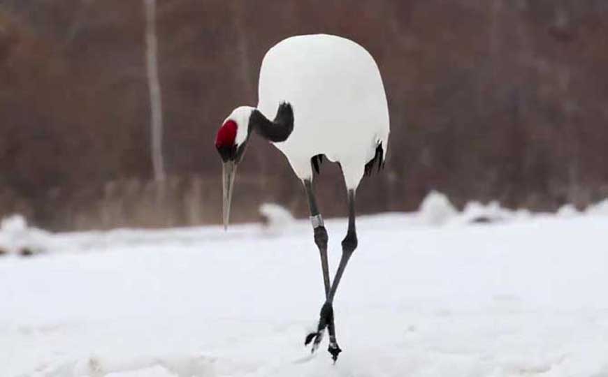 鹤蚌相争是什么意思？