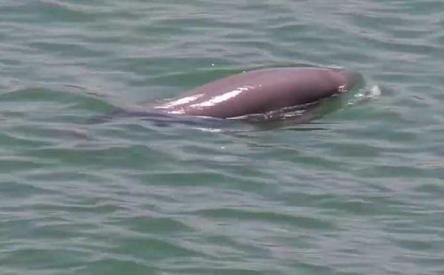 江豚是什么动物？