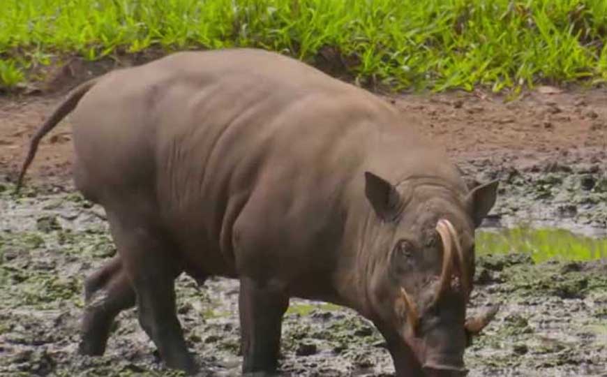 鹿豚是什么动物？