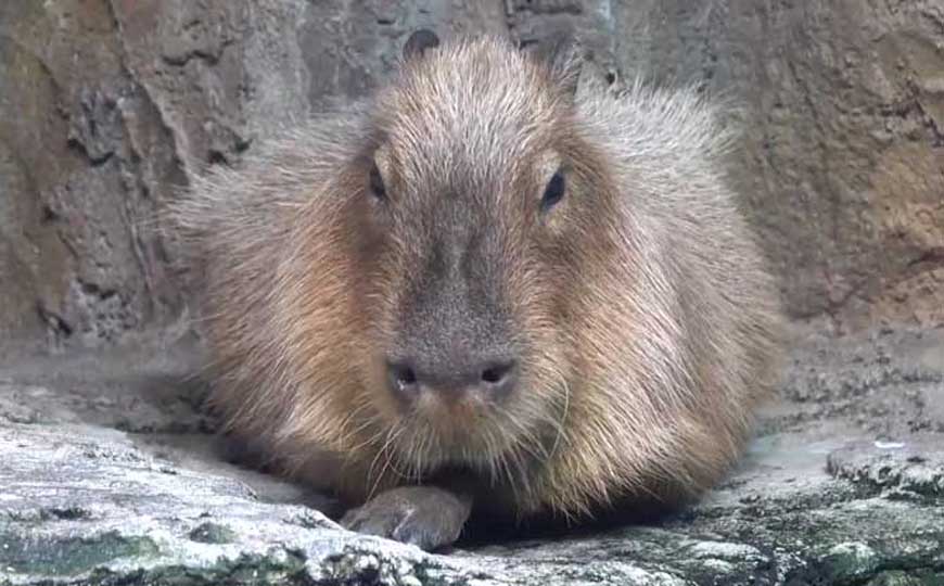 水豚是什么动物？