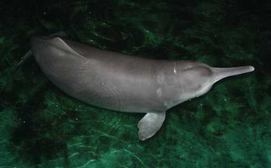 白鱀豚
