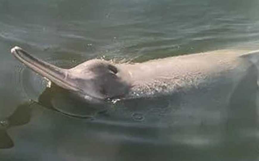 白鱀豚