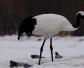 仙鹤是什么动物？