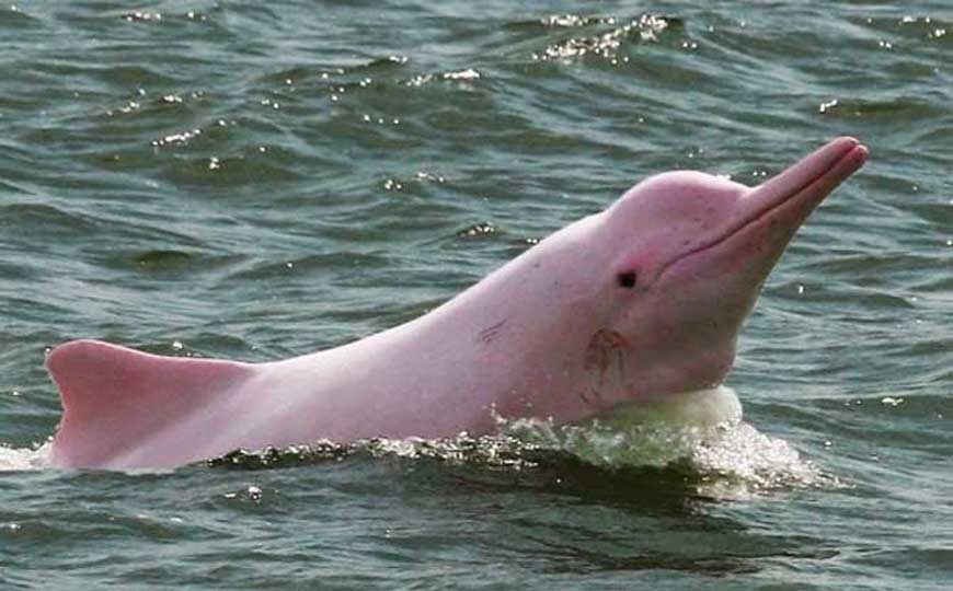 粉色海豚