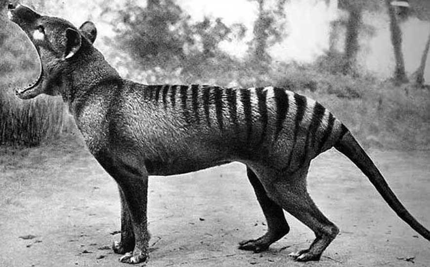 袋狼灭绝了吗？