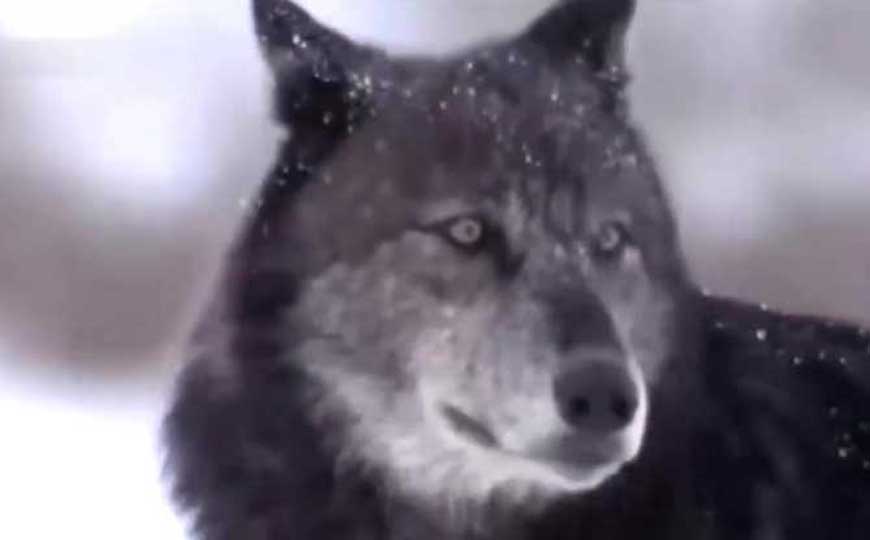 黑狼是什么动物？