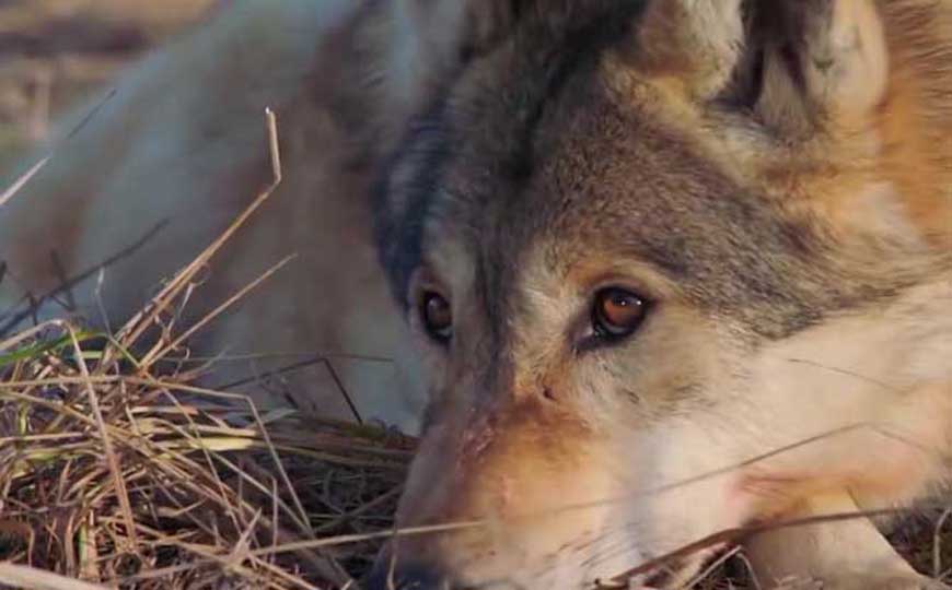 蒙古狼是什么动物？