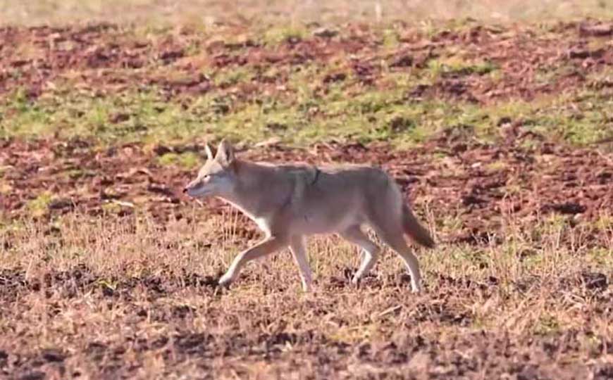 土狼是什么动物？