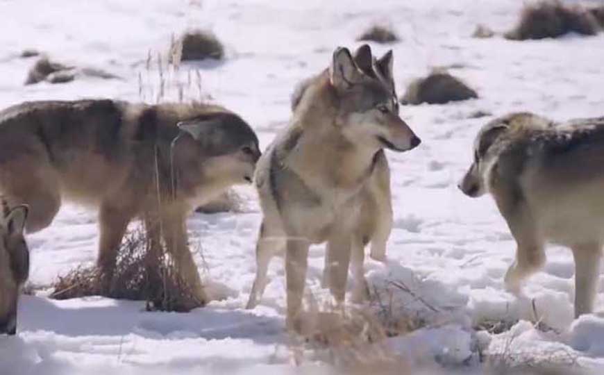 亚欧狼是什么动物？