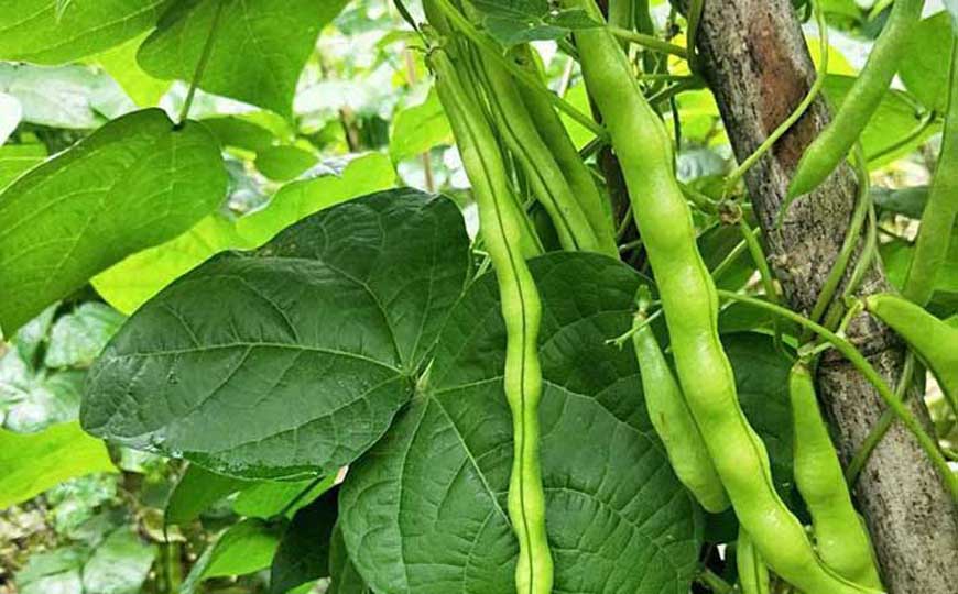 四季豆