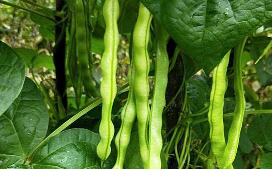 四季豆