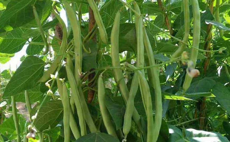 四季豆